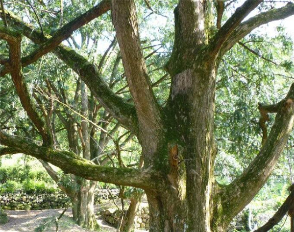 香榧树几年结果 香榧树果实能吃吗