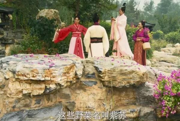孙俪最爱这个花，可以吃，可以喝，能治病，家里赶快养一盆