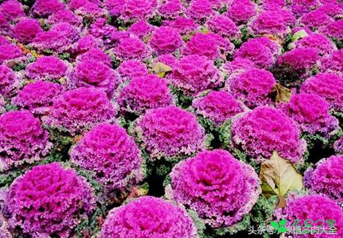 这个花的名字叫羽衣甘蓝，不过是不可以吃的，适合新手养殖 …