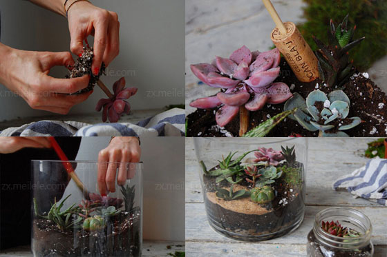 多肉植物玻璃花房diy,萌萌绿色小天地
