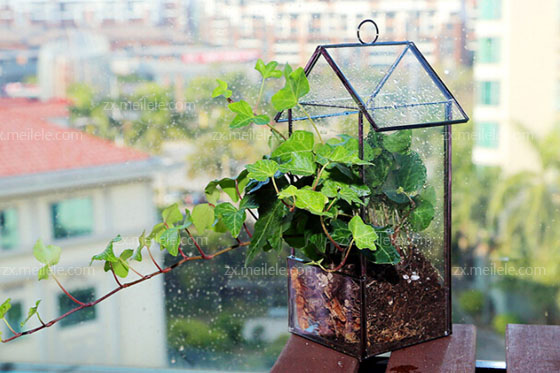 多肉植物玻璃花房diy,萌萌绿色小天地
