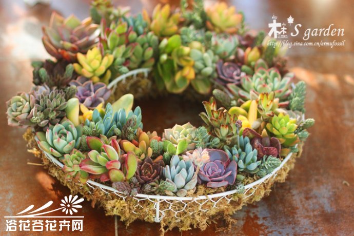 DIY-多肉植物 花环的制作