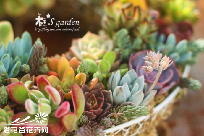 DIY-多肉植物 花环的制作