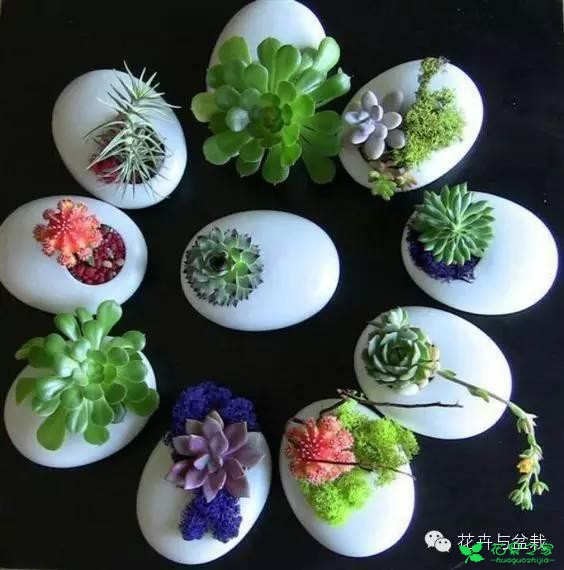 有创意的园艺师，如何用鸡蛋壳种多肉