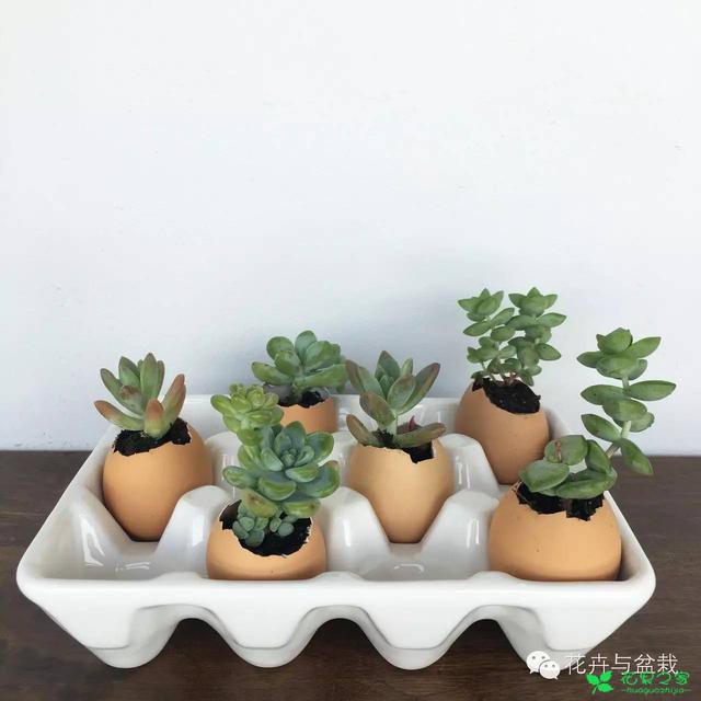 有创意的园艺师，如何用鸡蛋壳种多肉