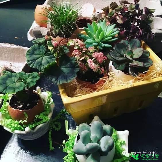 有创意的园艺师，如何用鸡蛋壳种多肉