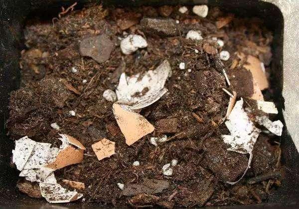 养花肥料不用买，鸡蛋壳就是万能花肥，就怕你不会用！养花肥料不用买，鸡蛋壳就是万能花肥，就怕你不会用！现在会用了吗？欢迎留言讨论