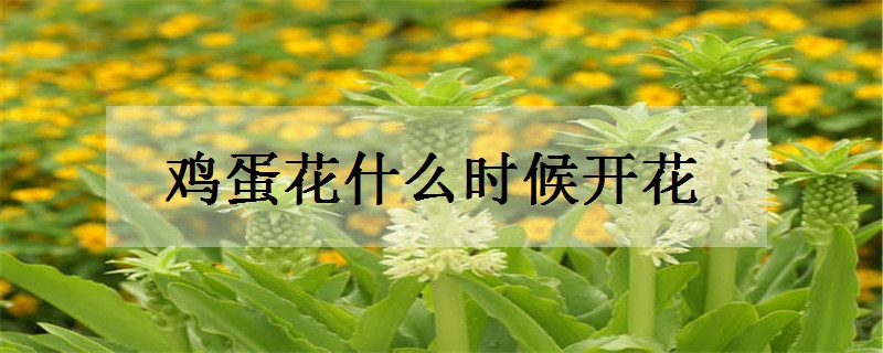 鸡蛋花什么时候开花 花期有多长