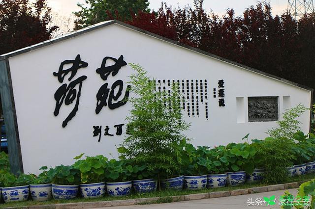 醉美残荷，秋菊流黄，最美西安创意花卉体验节即将盛大开幕！ 。。。