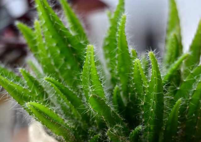 DIY水果籽盆栽方法