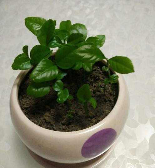 DIY水果籽盆栽方法