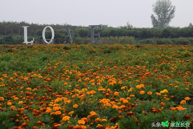 醉美残荷，秋菊流黄，最美西安创意花卉体验节即将盛大开幕！ 。。。