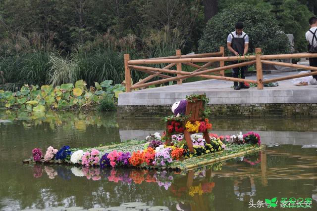 醉美残荷，秋菊流黄，最美西安创意花卉体验节即将盛大开幕！ 。。。