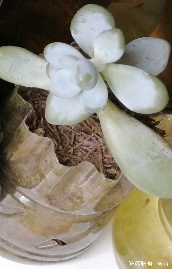 白手入坑，享受DIY