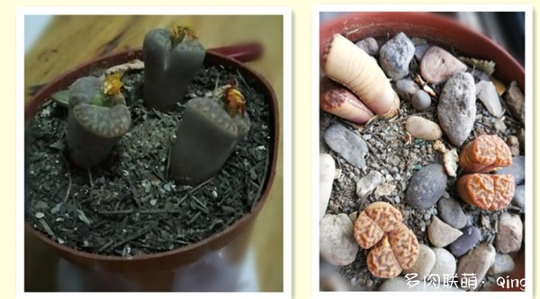 白手入坑，享受DIY