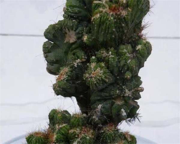 山影拳的养殖方法和注意事项 山影拳不绿怎么回事