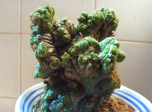 山影拳的养殖方法 开花时间是多久