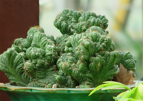 山影拳的养殖方法 开花时间是多久