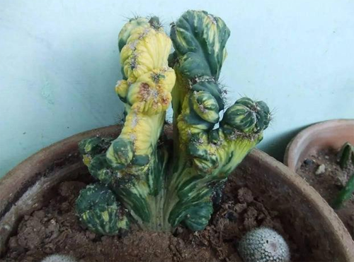 山影拳的养殖方法 开花时间是多久