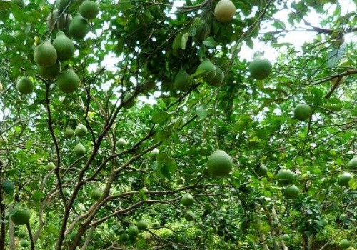 柚子树在北方能活吗 家里种风水好吗