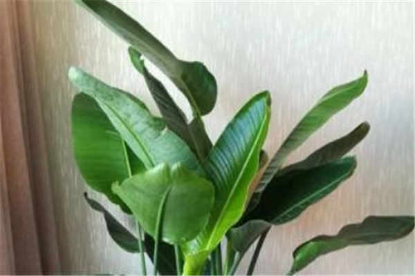 天堂鸟适合养家里吗 放客厅风水好吗