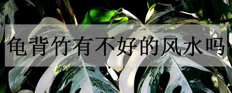 龟背竹有不好的风水吗 哪些地方不适合放龟背竹