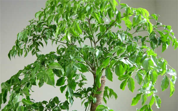 客厅养什么花最吉利 能旺客厅风水的花卉