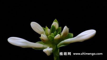 白玉簪花图片