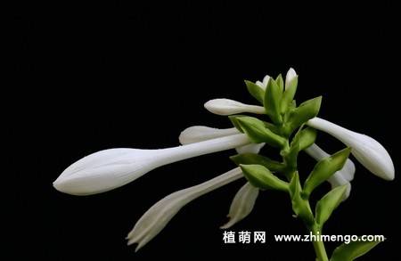 白玉簪花图片