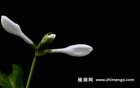白玉簪花图片