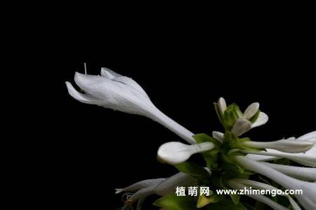 白玉簪花图片