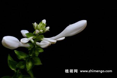 白玉簪花图片
