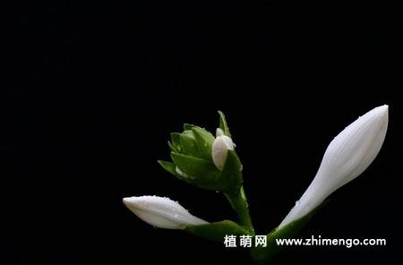 白玉簪花图片