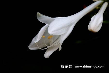 白玉簪花图片