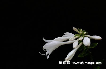 白玉簪花图片