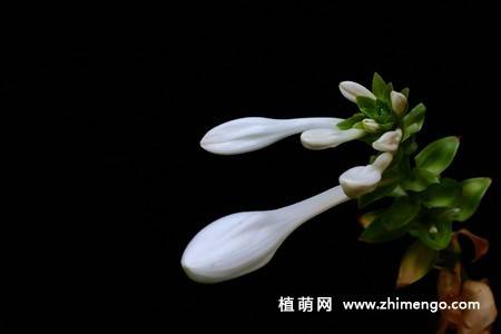 白玉簪花图片