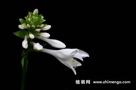 白玉簪花图片