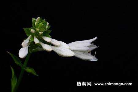 白玉簪花图片