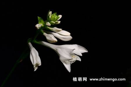 白玉簪花图片