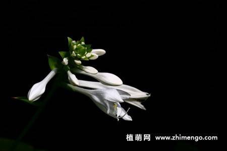 白玉簪花图片