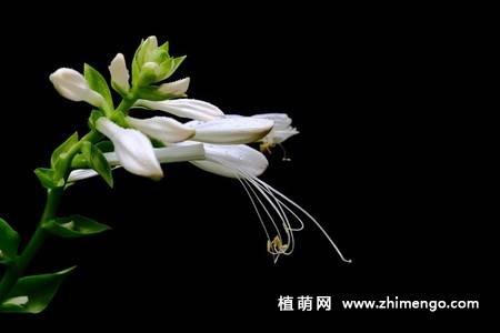 白玉簪花图片