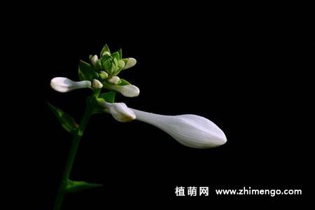 白玉簪花图片