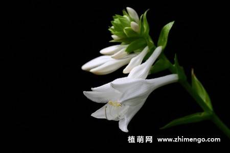 白玉簪花图片