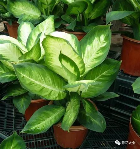 30种植物的风水意义，养花人必看