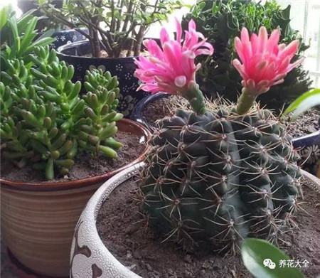 30种植物的风水意义，养花人必看