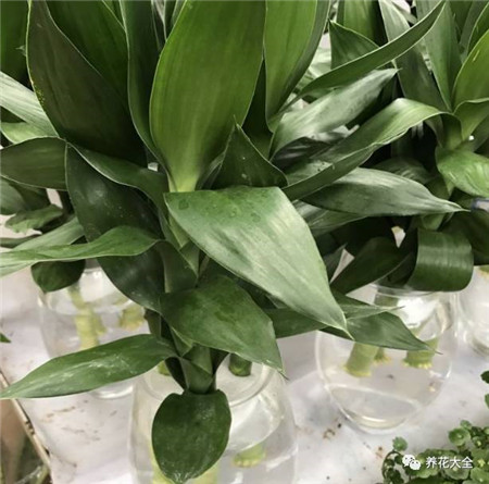 30种植物的风水意义，养花人必看