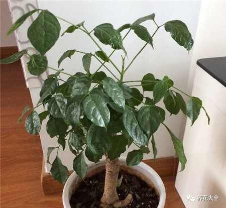 30种植物的风水意义，养花人必看