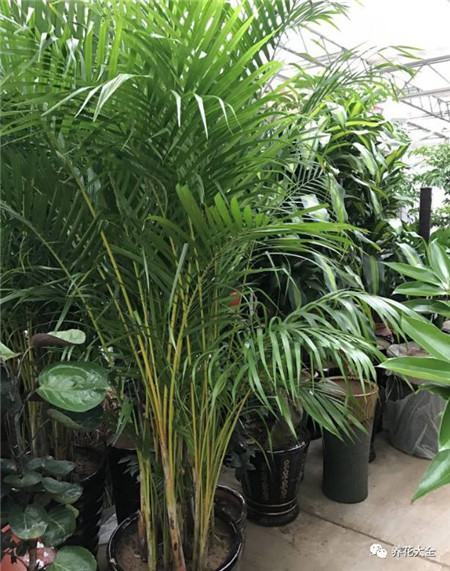 30种植物的风水意义，养花人必看