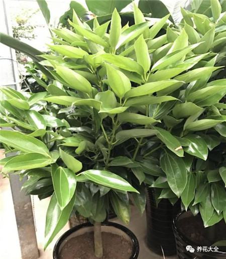 30种植物的风水意义，养花人必看