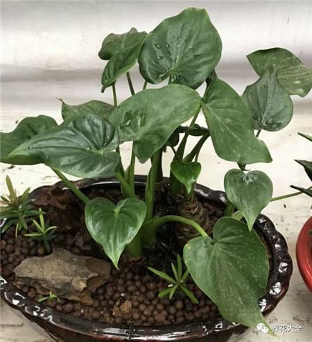 30种植物的风水意义，养花人必看